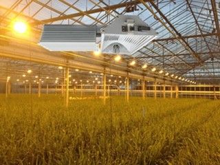 155lm/w 160000lm इंडोर ग्रो लाइट्स, 1000W HPS ग्रो लाइट्स